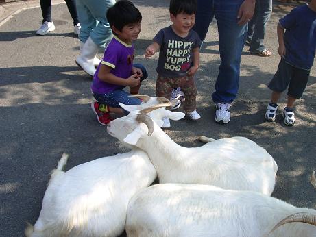 あらかわ遊園ーヤギ.jpg