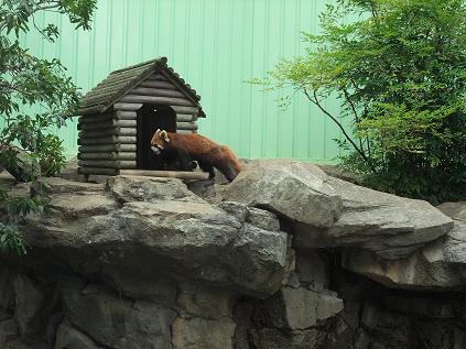 2009-05-23行船公園レッサーパンダ.jpg