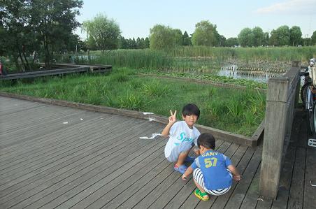 ０９－１３舎人公園池.jpg