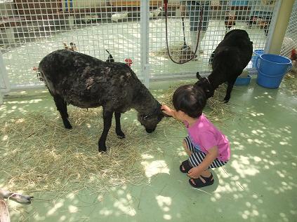 2009-05-23行船公園動物ふれあい広場３.jpg