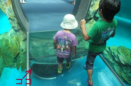 夏休みｰしながわ水族館8.jpg