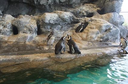 夏休みｰしながわ水族館10.jpg