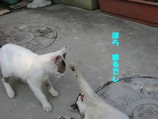 のらねこちゃん 175.jpg