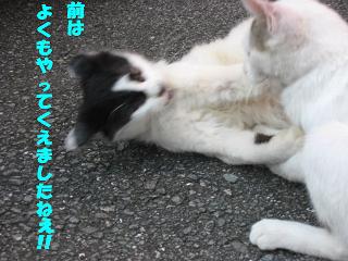 のらねこちゃん 180.jpg