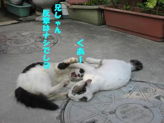 のらねこちゃん 177.jpg