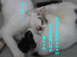 のらねこちゃん 172.jpg