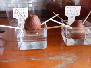 １号２号水栽培開始