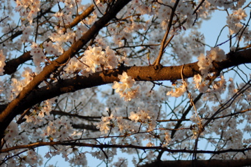 DSC_0033.jpg