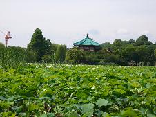 不忍池