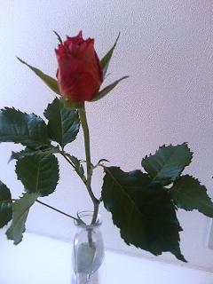 P1010570.JPG