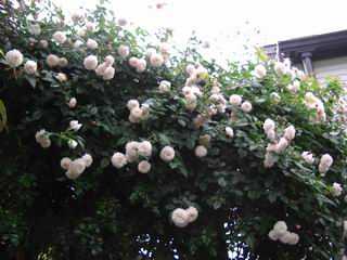 IMGP2477.JPG