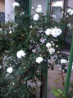 P1010847.JPG