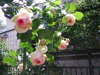 IMGP2420.JPG