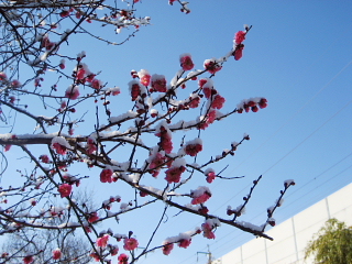 紅梅と淡雪.jpg