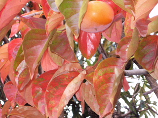 柿の紅葉.jpg