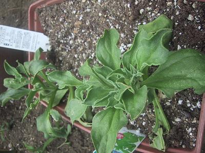 多肉植物とサボテン オラえの花っこ 楽天ブログ