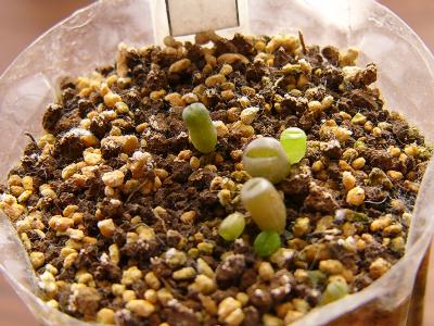 C056A 緑福来玉 2008/01/14