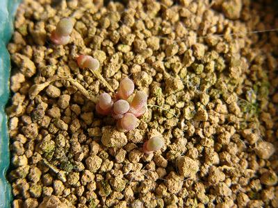 1509 Frithia pulchra 2008/01/19