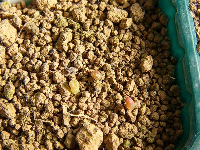 1685.5 Lithops optica 'Rubra' 2008/01/19