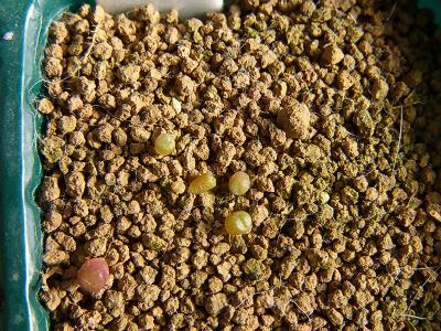 1686.1 Lithops otzeniana C128 2008/01/19