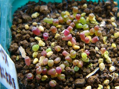 Webシャボ Lithops optica 'Rubra' 2008/01/19