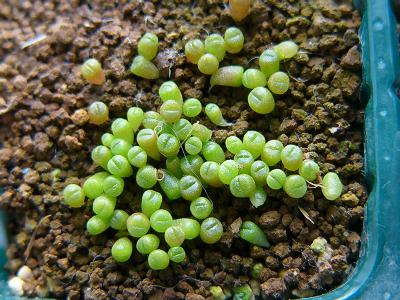 Webシャボ Lithops otzeniana C128 2008/01/19