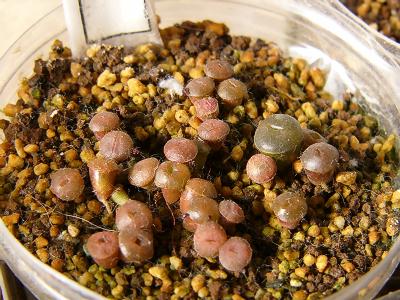 C020 緑紫勲 2008/01/14