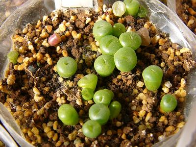 C036A 白花黄紫勲 2008/01/14