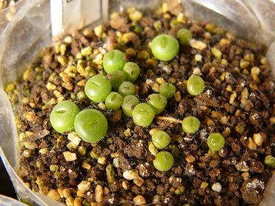 C036B 黄花黄紫勲 2008/01/14