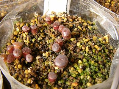 C006 小型紫勲 2008/01/14