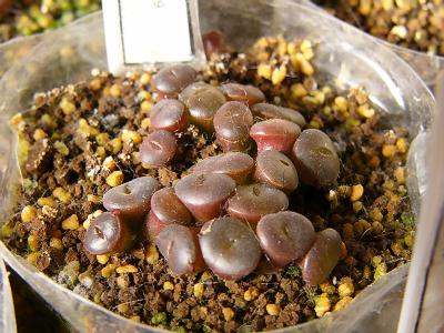 C006A 白花小型紫勲 2008/01/14