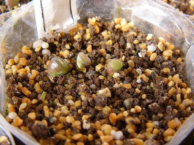 C153 マライシー 2008/01/14