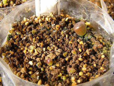 C081A 紅大内玉 2008/01/14