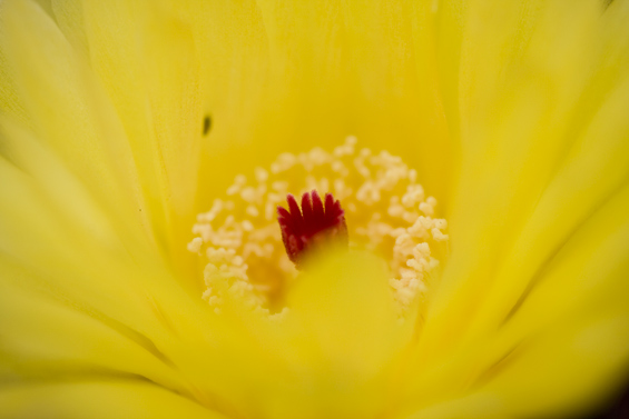 サボテンの花