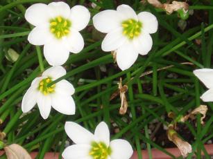 2009_0926_タマスダレ