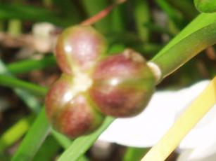 2009_0926_タマスダレの種