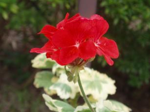 2009_0926_斑入りゼラニウム