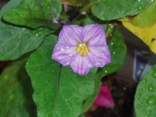 2009_0928_茄子の花