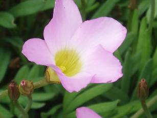 2009_0926_オキザリス　ペンタロース２