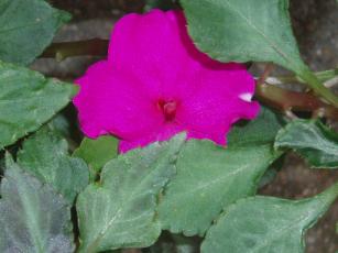 2009_0926_インパチェンス