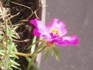 2009_0811_マツバボタン