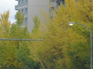 2009_1117_銀杏