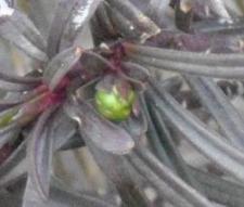 2011_0226_イベリス.JPG
