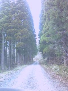 松倉の杉