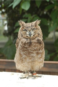 花鳥園フクロウ