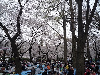 お花見（井の頭公園・２）