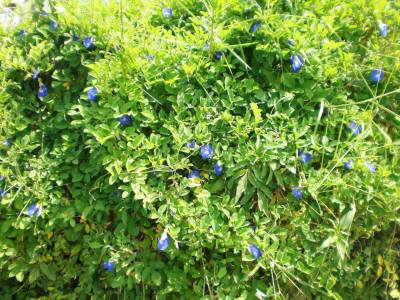 交差点のマメ科の花１