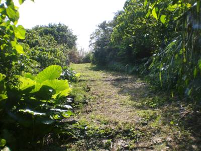 長間湧泉の石畳