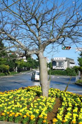 1月のトックリの木