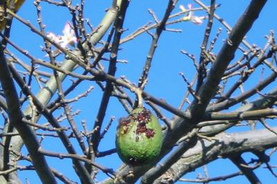 1月のトックリの花と実